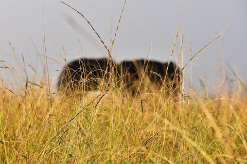 FARMING FOR REGENERATION