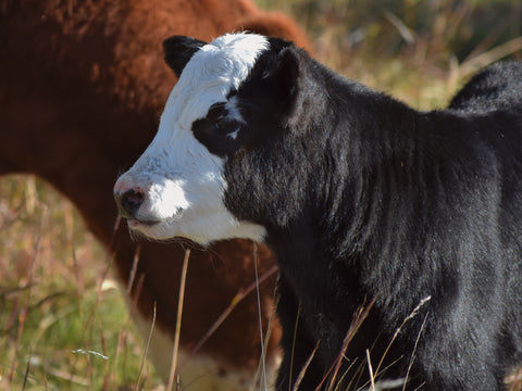 A calving story