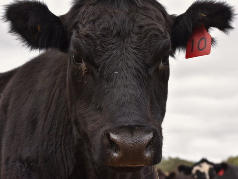 Cattle classing