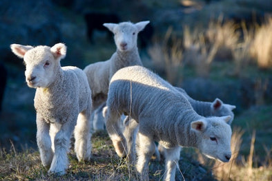 Lambs and calves everywhere