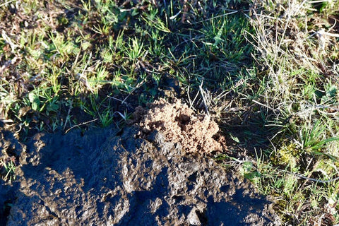 Dung beetles and native grasses