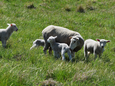 Ewes and lambs