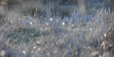 Grazing in winter
