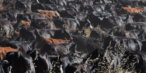 Comprehensive grazing