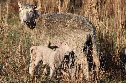 The first of the lambs!