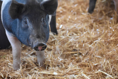 The start of straw and a new boar