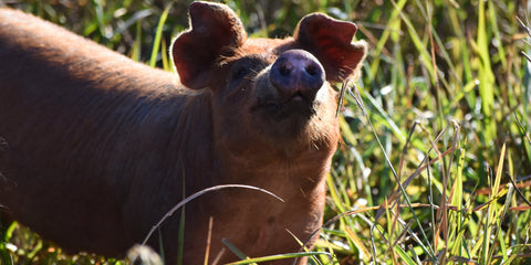 Pig words