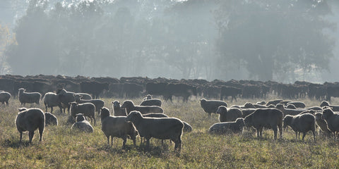 Ram Season