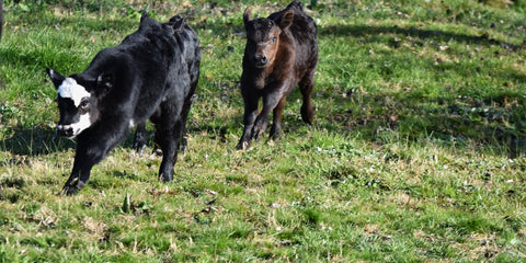 The calves have arrived