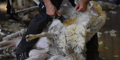 Shearing