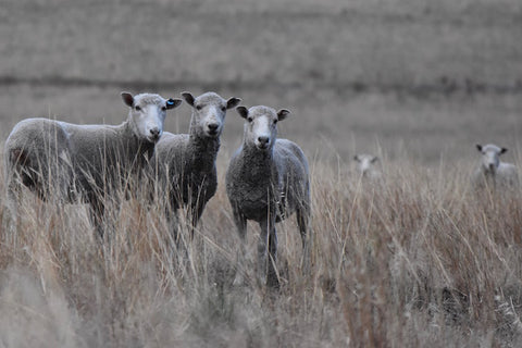 The arrival of sheep and cooler weather