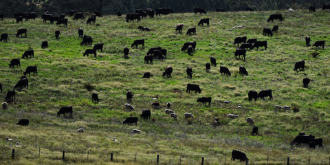 Cow mobs and sheep flocks