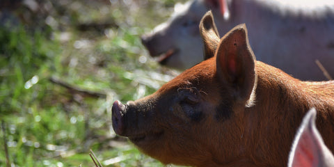 Sheep pigs