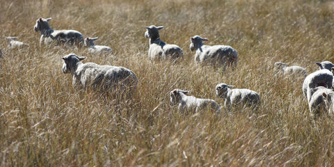 Sheep, the explorers