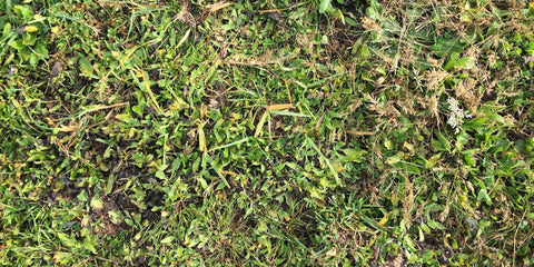 Signs of growth