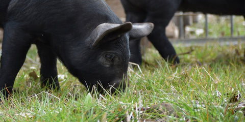 The pigs went wandering