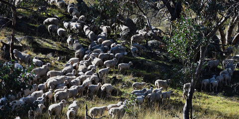 Defiant sheep