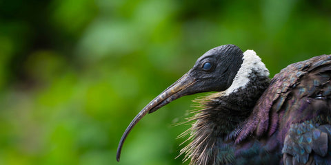Ibis everywhere