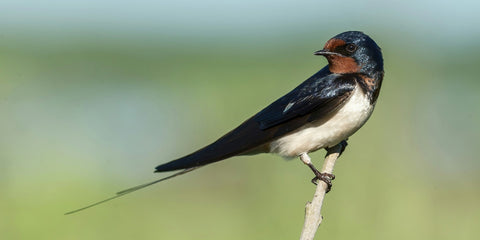 Our resident swallows